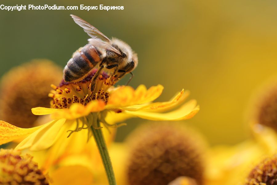 Bee, Insect, Invertebrate, Bumblebee, Honey Bee, Andrena, Apidae