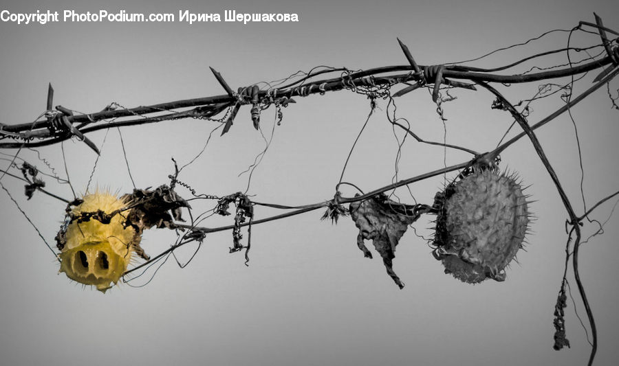 Wire, Driftwood, Wood, Insect, Invertebrate, Mosquito, Aphid