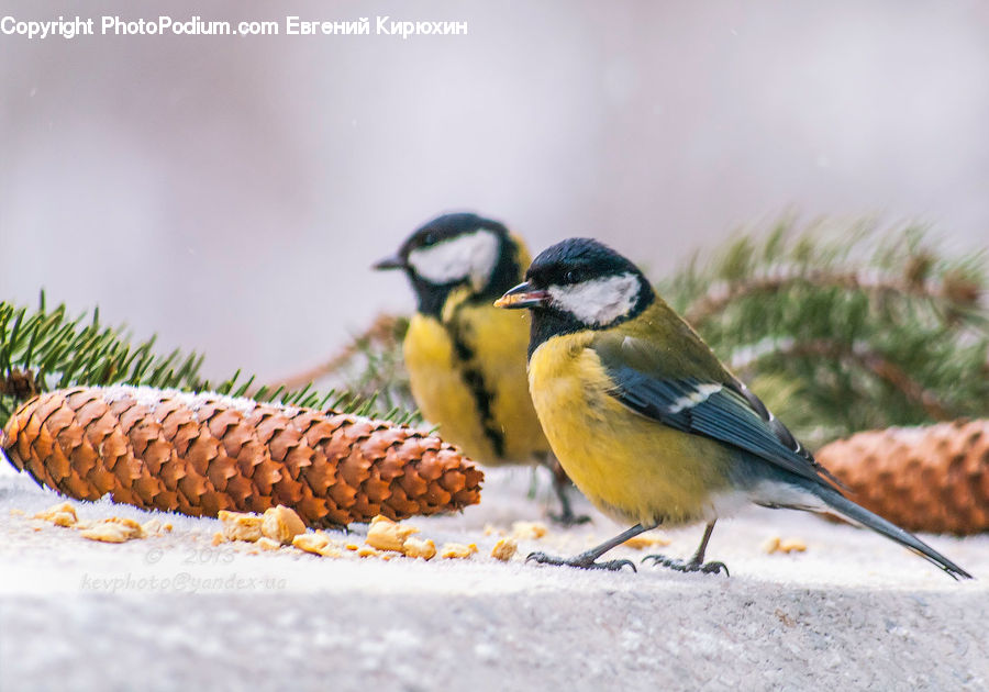 Bird, Quail, Beak, Finch, Flicker Bird, Woodpecker, Bee Eater