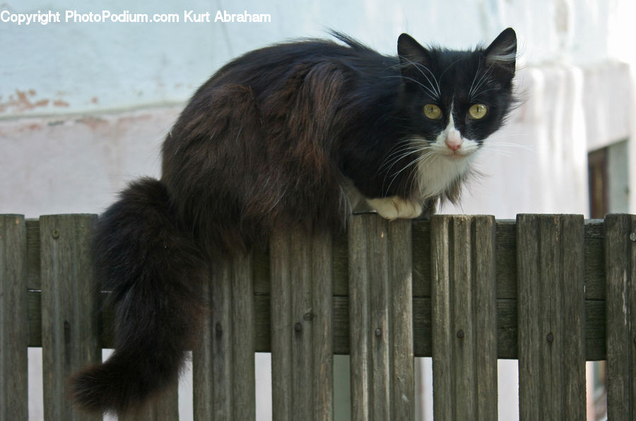 Animal, Cat, Mammal, Manx, Pet, Wood