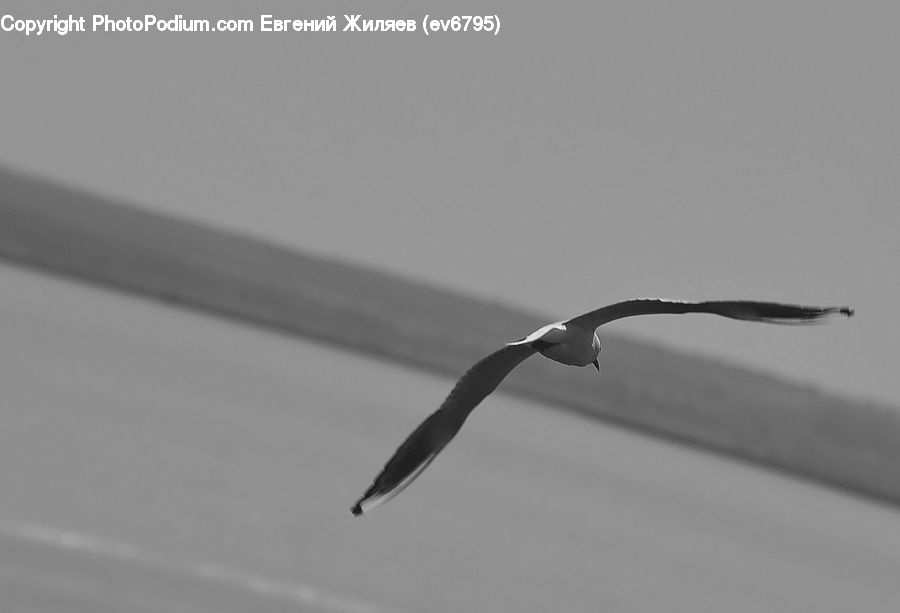 Bird, Seagull, Booby, Albatross