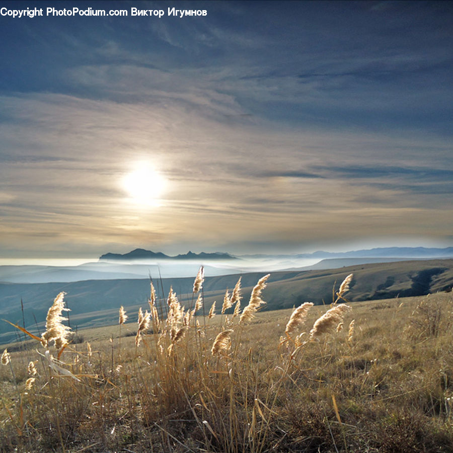 Field, Grass, Grassland, Plant, Reed, Grain, Wheat
