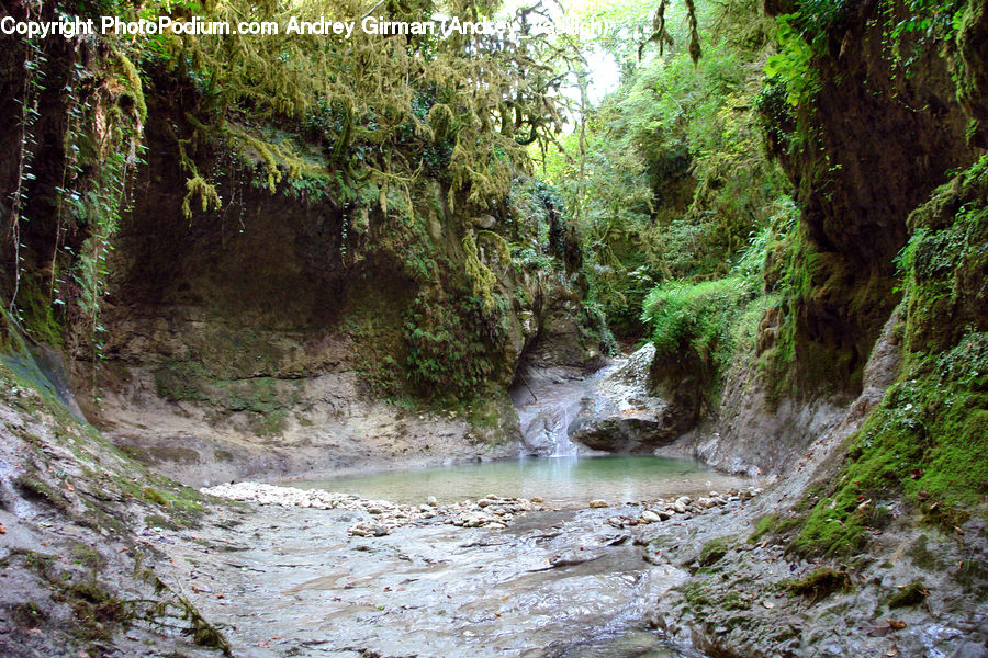 Forest, Jungle, Rainforest, Vegetation, Creek, Outdoors, River