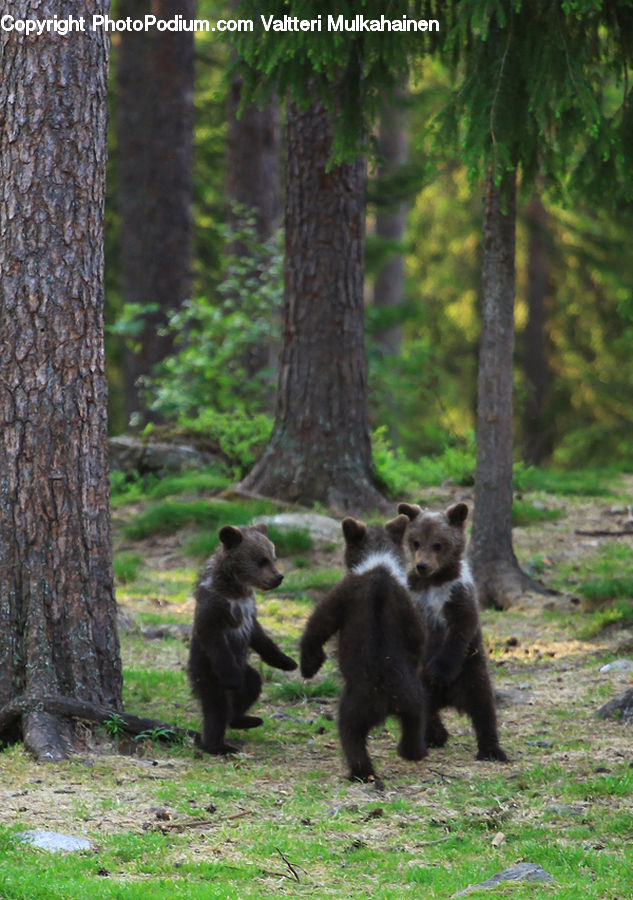 Animal, Bear, Mammal, Black Bear