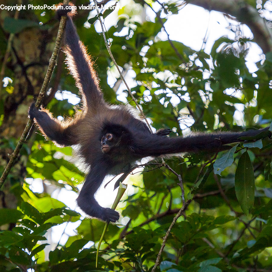 Animal, Mammal, Monkey, Forest, Jungle, Plant, Vegetation