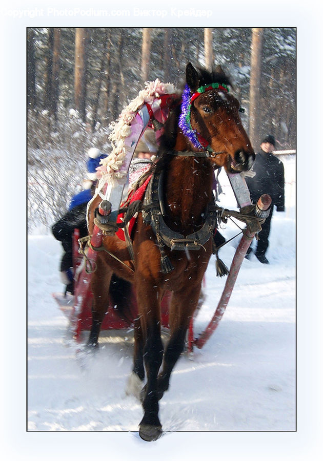 Animal, Horse, Mammal, Equestrian, Person, Piste, Skiing