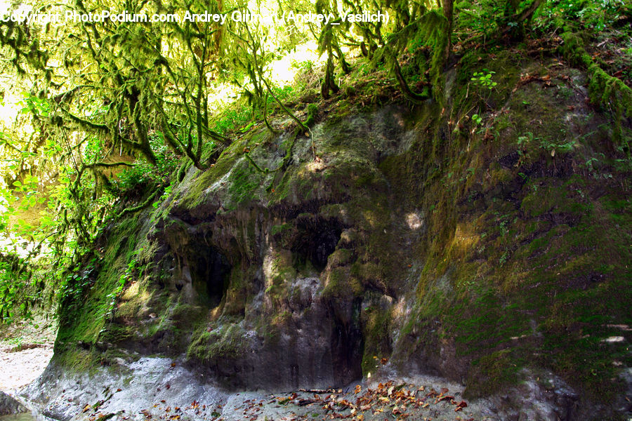 Cave, Moss, Plant, Ground, Soil, Forest, Jungle