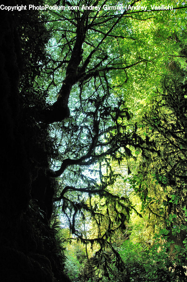 Oak, Tree, Wood, Conifer, Fir, Plant, Forest