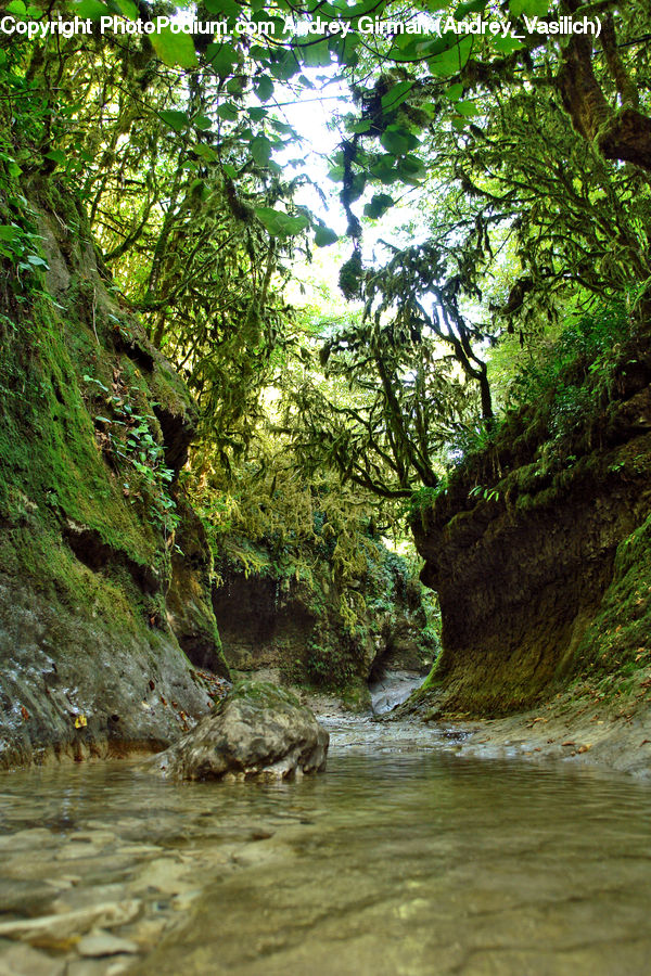 Creek, Outdoors, River, Water, Forest, Jungle, Rainforest