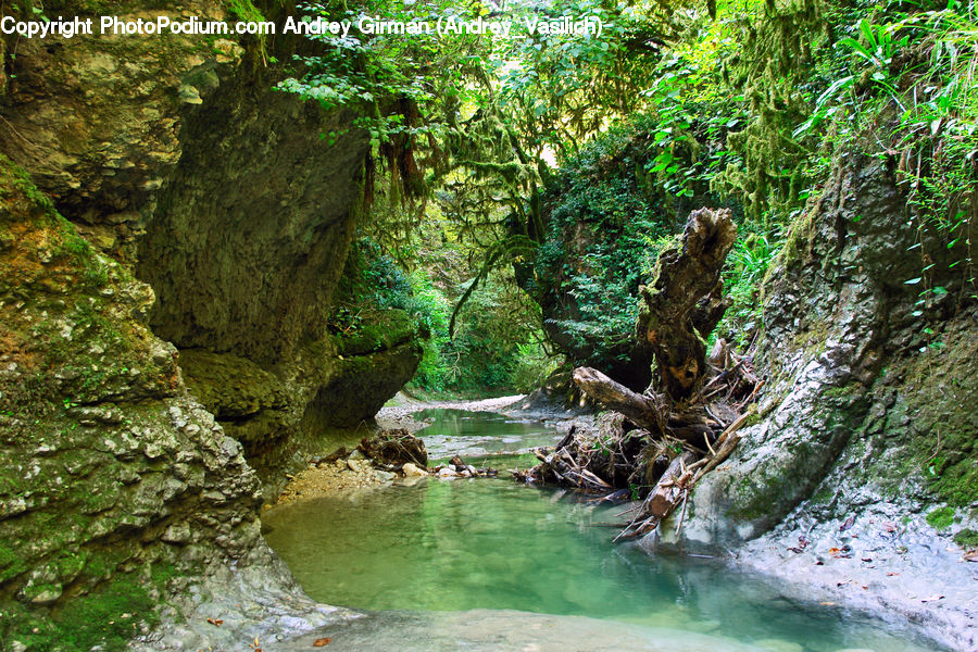 Creek, Outdoors, River, Water, Forest, Jungle, Rainforest