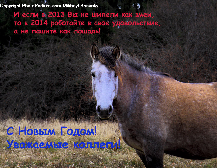 Animal, Horse, Mammal, Colt Horse, Foal, Stallion