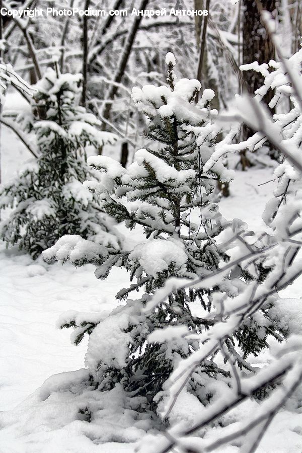 Ice, Outdoors, Snow, Conifer, Fir, Plant, Tree