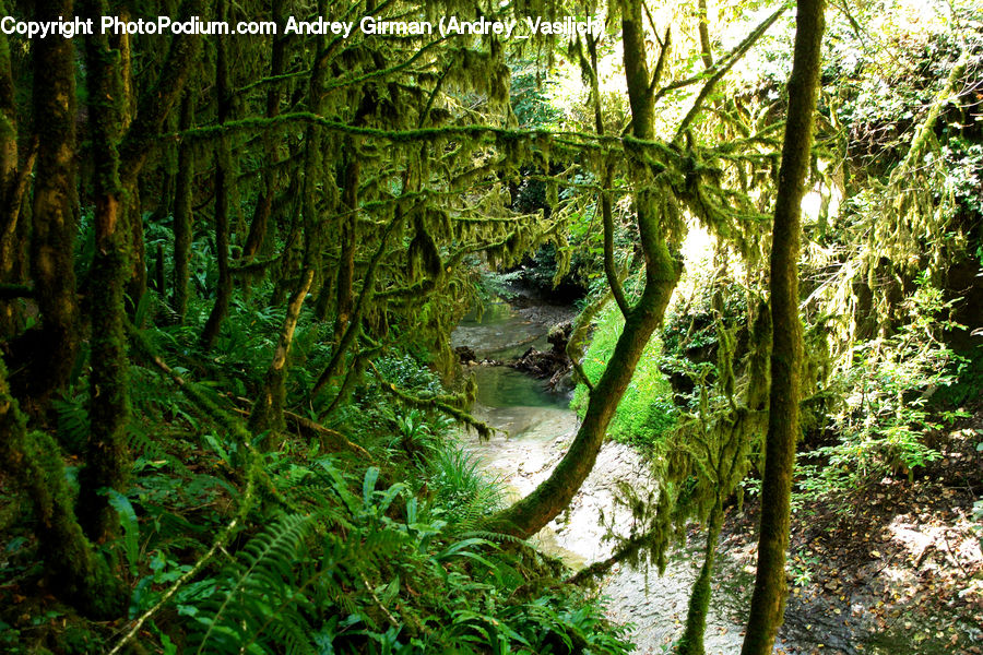 Forest, Jungle, Rainforest, Vegetation, Grove, Land, Path