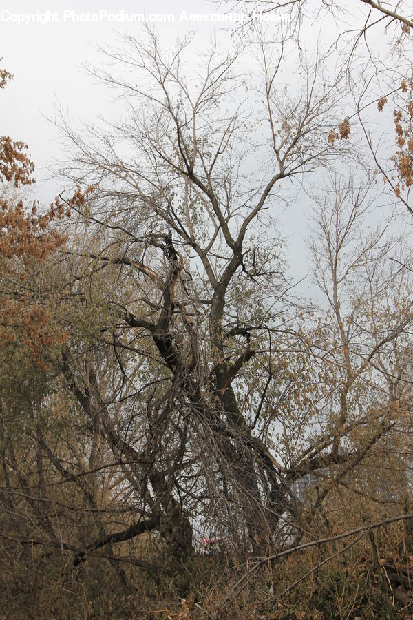 Plant, Tree, Landscape, Nature, Scenery, Oak, Wood