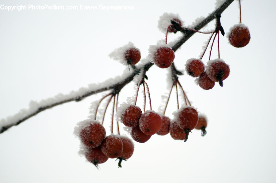 Fruit, Grapes, Frost, Ice, Outdoors, Snow, Cherry