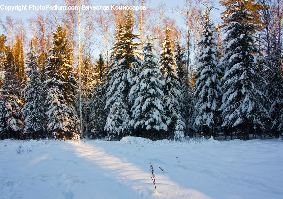 Conifer, Fir, Plant, Tree, Larch, Wood, Pine