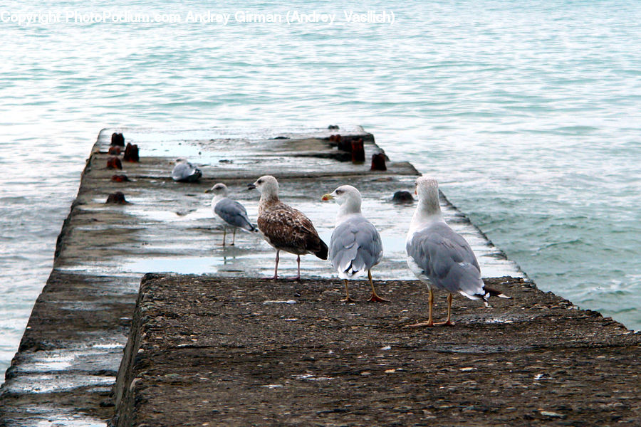 Bird, Seagull, Goose, Waterfowl, Coast, Outdoors, Sea