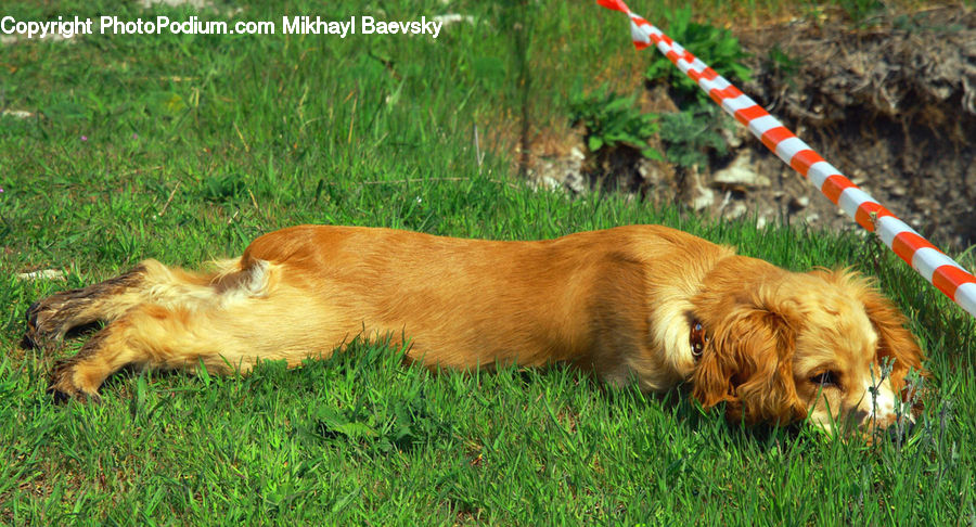 Animal, Canine, Dog, Golden Retriever, Mammal, Pet, Cocker Spaniel