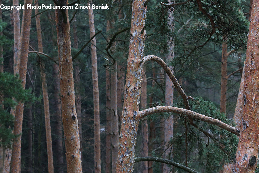 Forest, Vegetation, Conifer, Fir, Plant, Tree, Birch