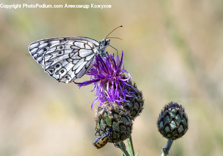 Butterfly, Insect, Invertebrate, Flora, Flower, Plant, Thistle