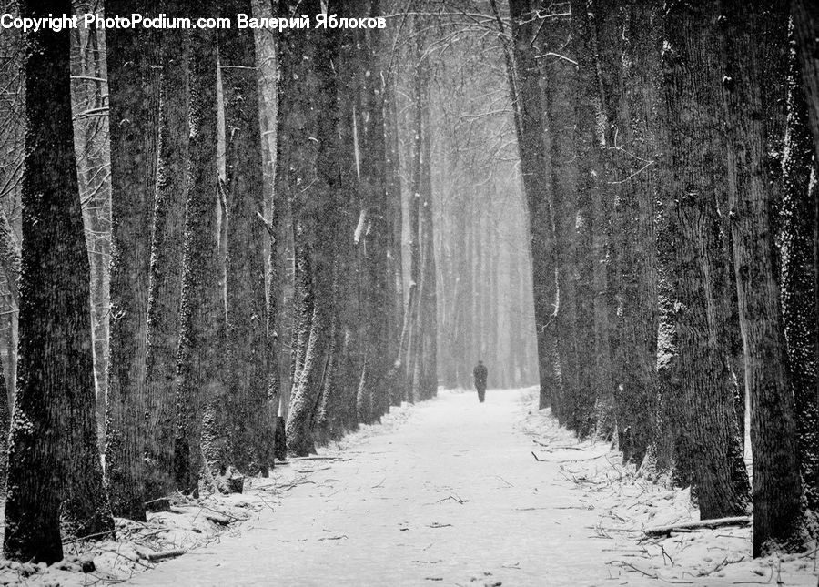 Path, Trail, Birch, Tree, Wood, Forest, Vegetation