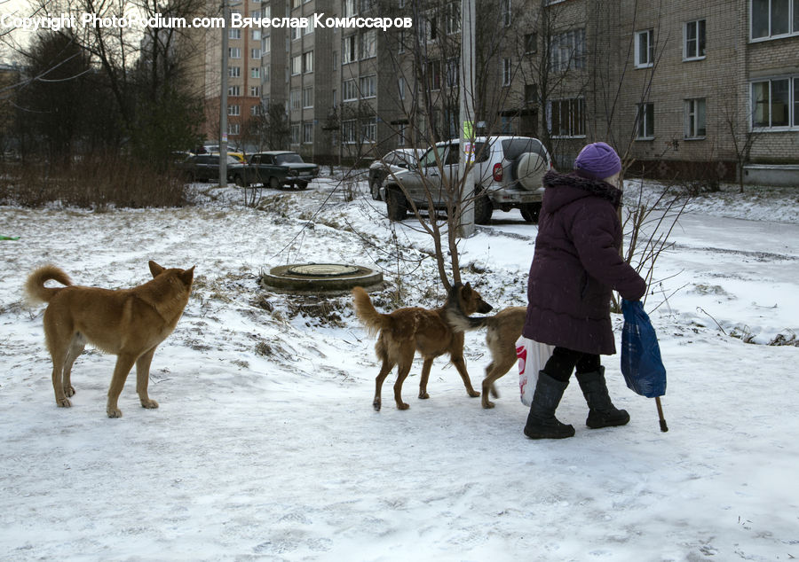 Human, People, Person, Dogsled, Sled, Ice, Outdoors