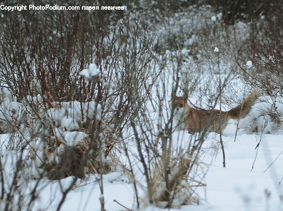 Animal, Canine, Coyote, Grey Fox, Mammal, Red Wolf, Ice