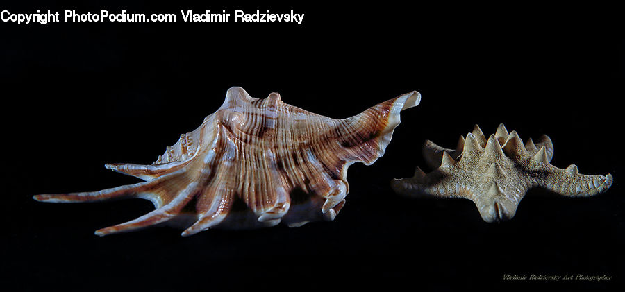 Conch, Invertebrate, Sea Life, Seashell