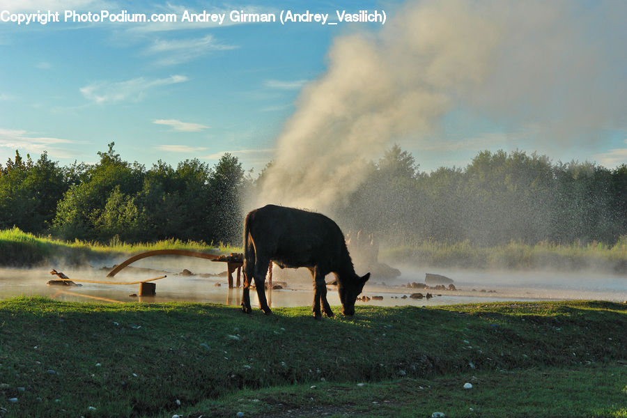 Animal, Cattle, Cow, Dairy Cow, Mammal, Countryside, Grassland