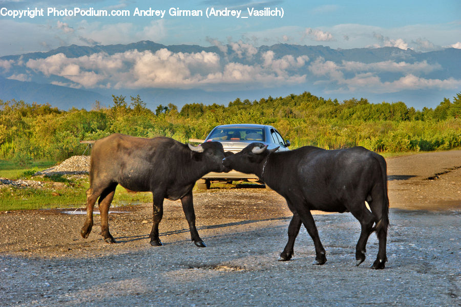 Angus, Animal, Bull, Mammal, Buffalo, Dirt Road, Gravel