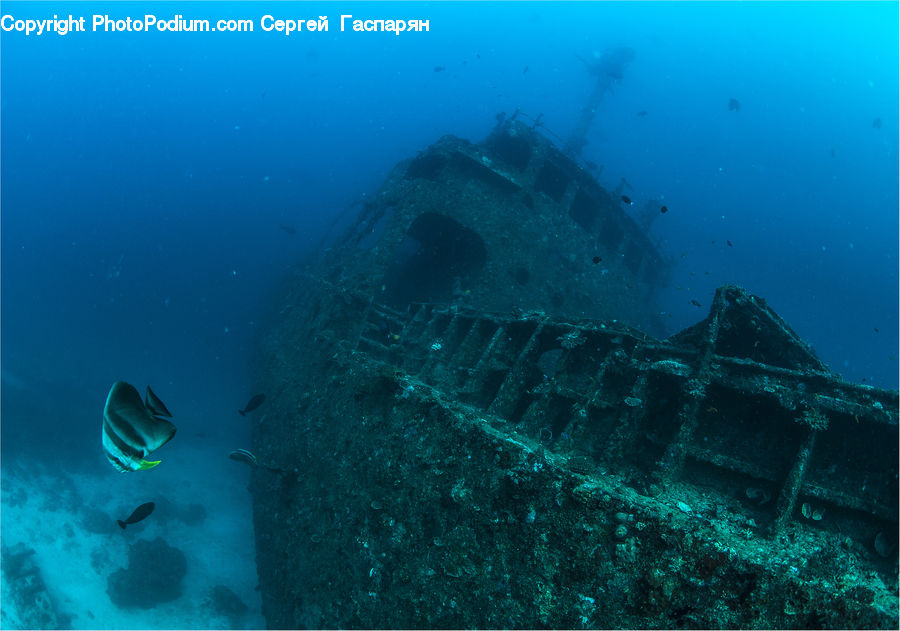 Shipwreck, Diver, Diving, Person, Water, Coral Reef, Outdoors