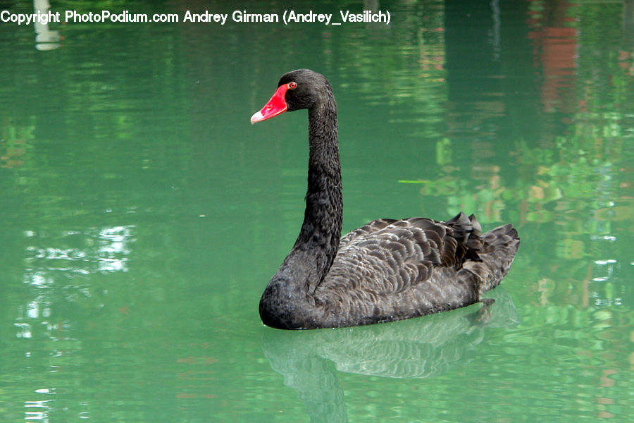 Bird, Black Swan, Swan, Waterfowl, Goose