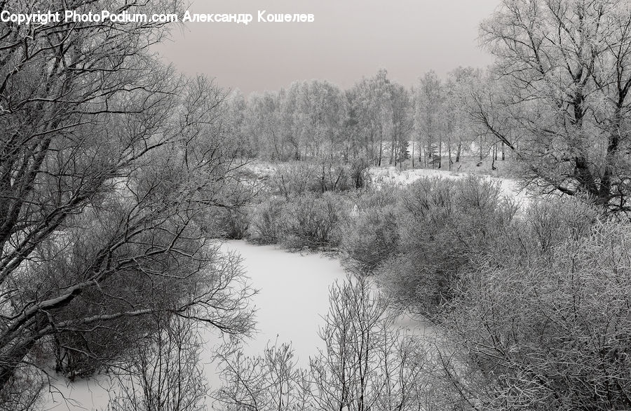 Frost, Ice, Outdoors, Snow, Forest, Grove, Land