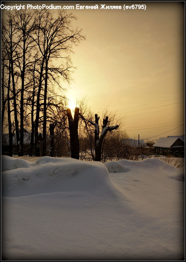 Blizzard, Outdoors, Snow, Weather, Winter, Plant, Tree