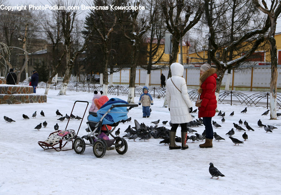 Stroller, People, Person, Human, Sled, Coat, Ice