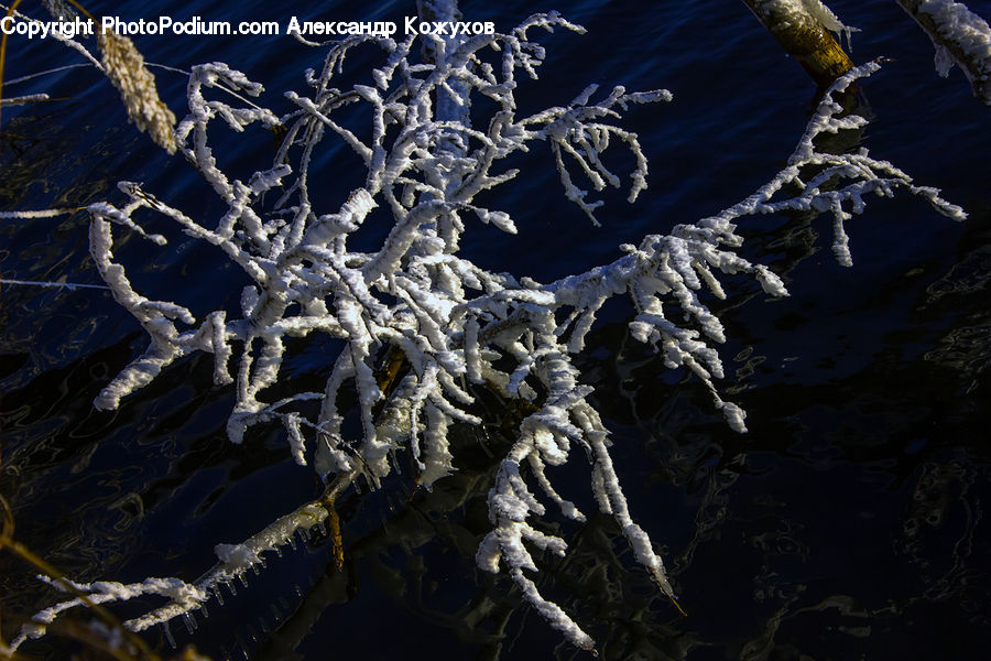 Frost, Ice, Outdoors, Snow, Conifer, Fir, Plant