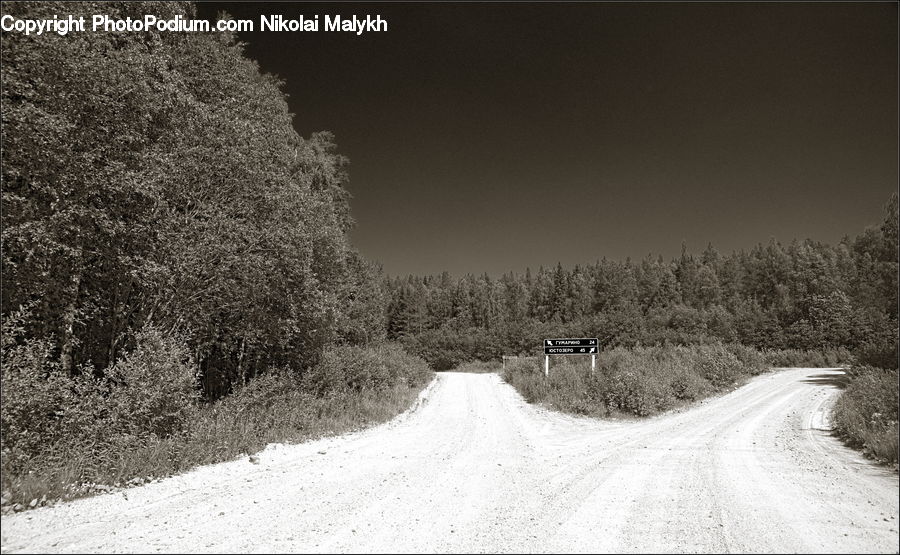 Dirt Road, Gravel, Road, Bush, Plant, Vegetation, Tree