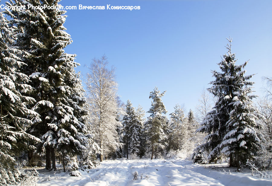 Conifer, Fir, Spruce, Wood, Ice, Outdoors, Snow