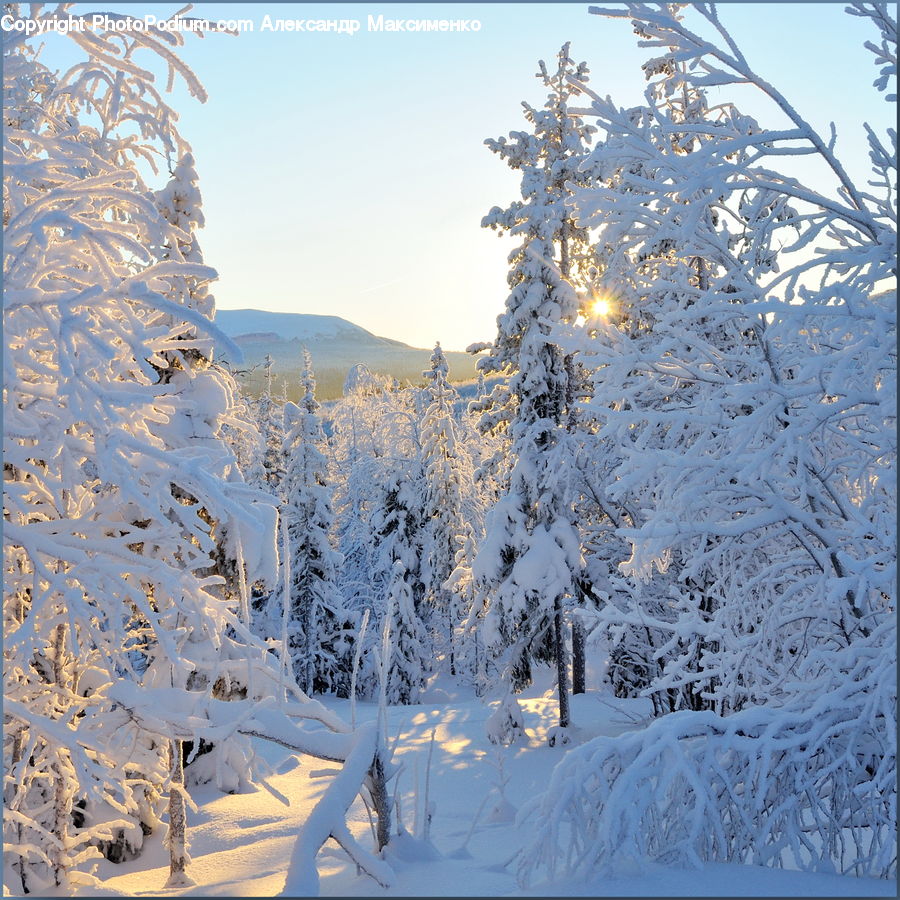 Frost, Ice, Outdoors, Snow, Conifer, Fir, Plant