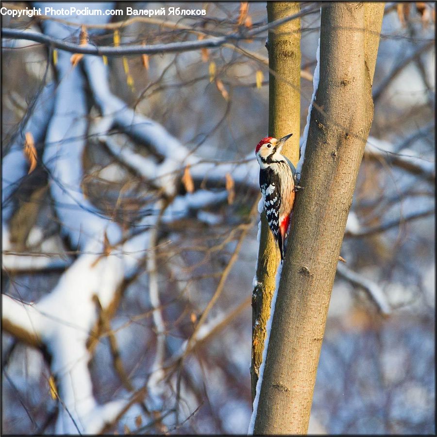 Bird, Flicker Bird, Woodpecker, Birch, Tree, Wood, Bee Eater