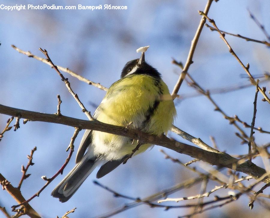 Beak, Bird, Bee Eater, Accipiter, Canary, Finch, Aphid