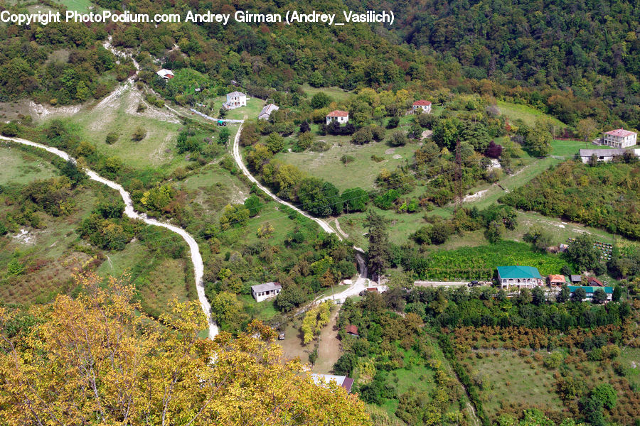 Aerial View, Forest, Jungle, Bush, Plant, Vegetation, Landscape