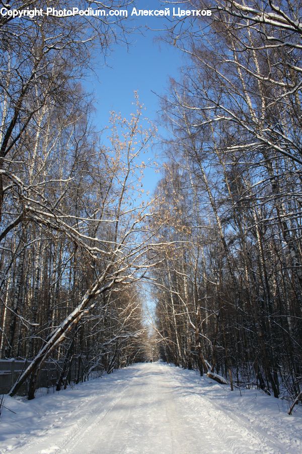 Ice, Outdoors, Snow, Birch, Tree, Wood, Dirt Road