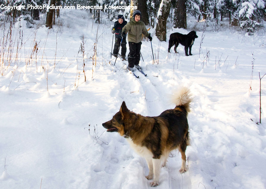 People, Person, Human, Ice, Outdoors, Snow, Animal