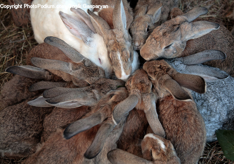 Animal, Bunny, Hare, Mammal, Rabbit, Rodent, Agaric