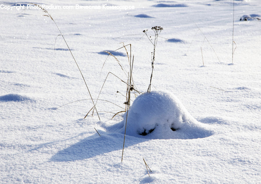 Ice, Outdoors, Snow, Bird, Grouse, Ptarmigan