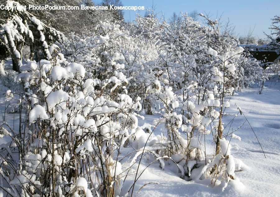 Ice, Outdoors, Snow, Arctic, Winter, Blossom, Flora