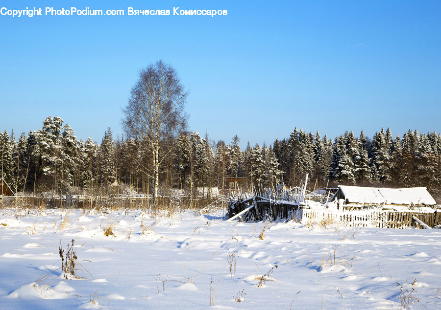Outdoors, Plateau, Conifer, Fir, Plant, Tree, Landscape