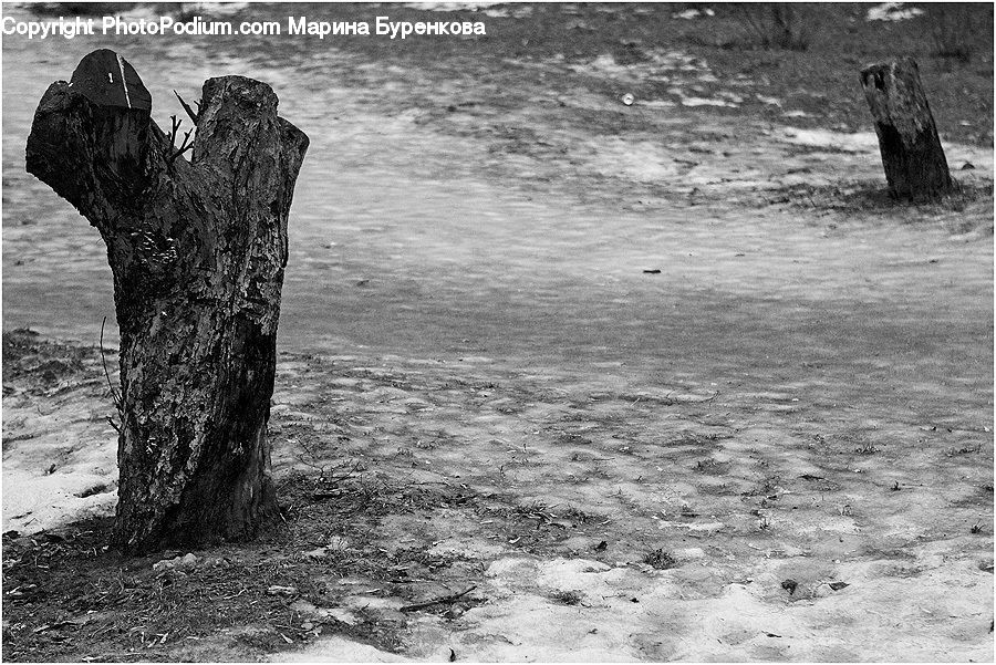 Tree Stump, Rock