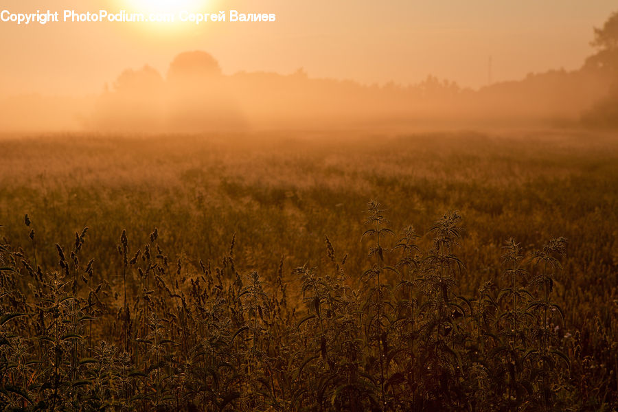Dawn, Dusk, Sky, Sunrise, Sunset, Field, Grass
